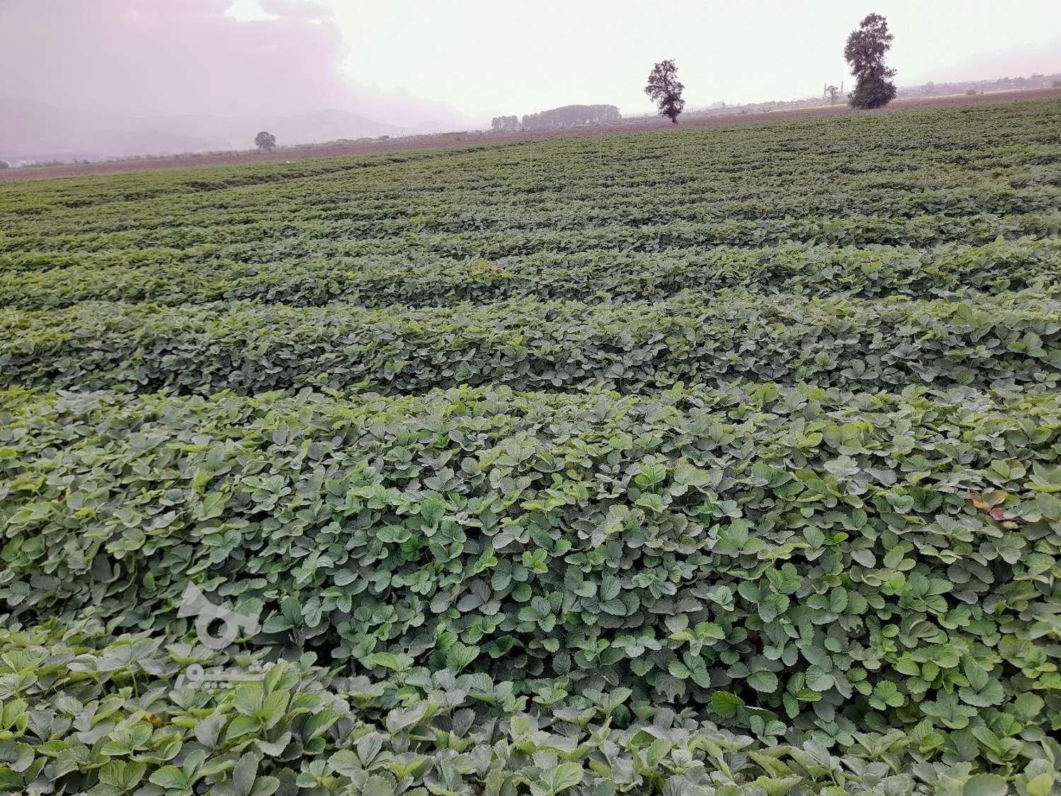 فروش نهال یا بوته توت فرنگی کاماراسو و سابرینا درجه یک