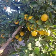 فروش خونی درجه یک