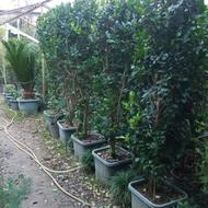 یاس هلندی ریشه پرس، جعبه 40، قیمت مناسب، تنکابن