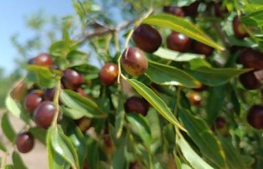 فروش باغ با یک ساعت آب شیرین