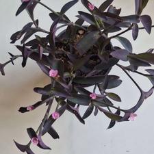 گل ناز و برگ بیدی ارغوانی