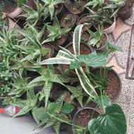 گل های طبیعی