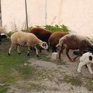 9عددبرمارجوان داشتی وزن بالا