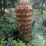 فروش گل سکاس