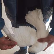 فروش کبوتر آس
