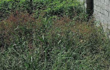 110 متر اجاره در قایمشهر قایمشهر افراکتی زمین خالی