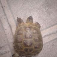 لاک‌پشت لاکپشت