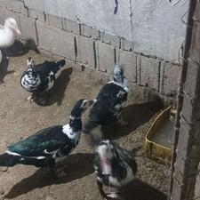 اردک اسرائیلی ماده