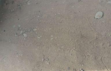 فروش 50 هکتار زمین لوریانی