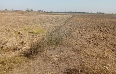 فروش فوری دوهکتار زمین شاایزاری زیر قیمت بخاطر مشکل مالی