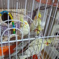 شیش عدد عروس هلندی