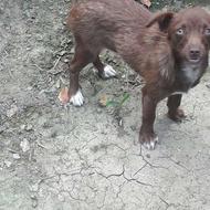 واگذاری سگ پاکوتاه