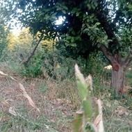 خرید انواع درخت