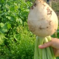 ترپ مستقیم ازباغم