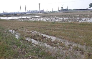 فروش 2000هزارمتر زمین کشاورزی