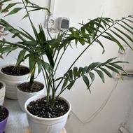 گل های آپارتمانی