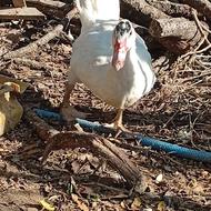 اردک اسرائیلی نر و ماده