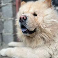 واگذاری چاوچاو نر بالغ وارداتی