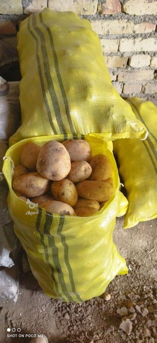 سیب زمینی جیلی 402