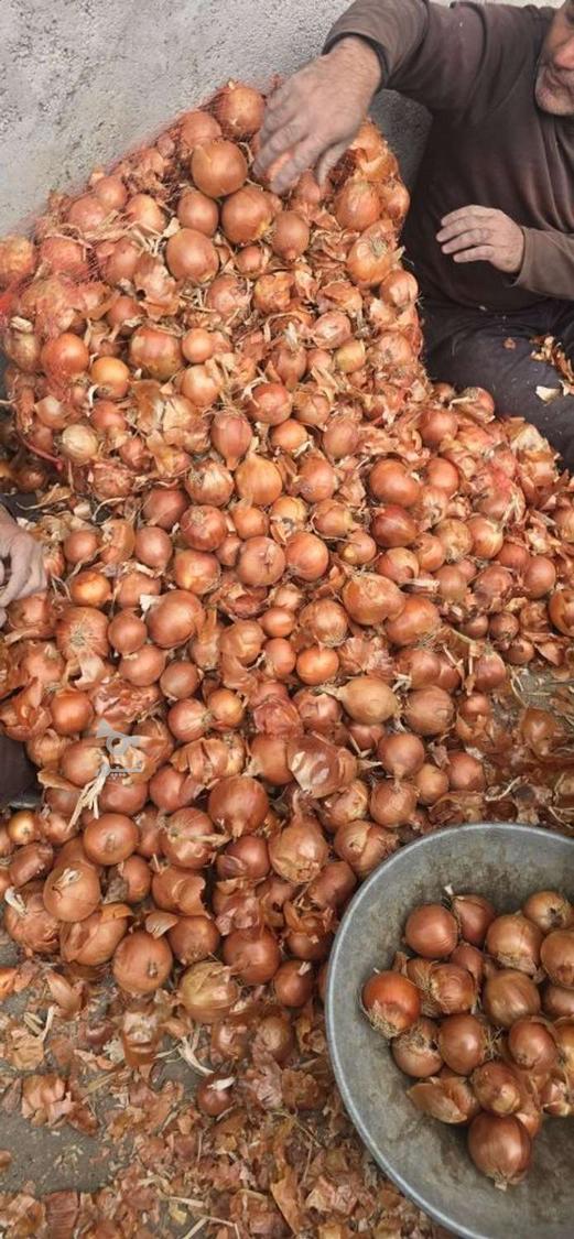 پیاز طلایی درجه یک سورت شده