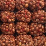 پیاز طلایی درجه یک سورت شده