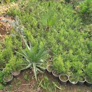 فروش گل ژینکو ولاوسن قیمت مناسب کشکوه