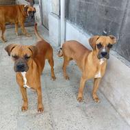 واگذاری باکسر گلد اصیل