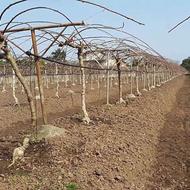 هرس درخت کیوی