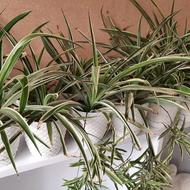 گلدان گندمی