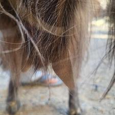 فروش بز شیری با گتاج