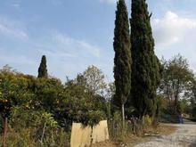 فروش زمین کشاورزی 200 متر در علی آباد در شیپور