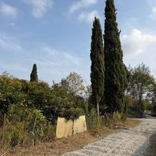 فروش زمین کشاورزی 200 متر در علی آباد