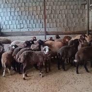 30 راس بره نرو ماده افشار