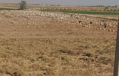 اجاره‌11‌هکتار‌بارانی‌اول‌فریدوشهردربست