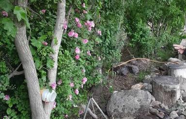 خانه ویلایی