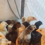 جوجه بیست روزه درشت