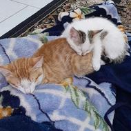 واگذاری رایگان