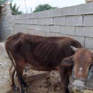 گاو سالم همراه گوساله