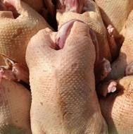 اردک شالیزار درشت