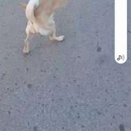 واگذاری سگ پاکوتاه نژاد دار