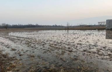 فروش 1000 متر زمین در چمستان