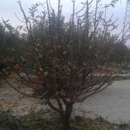 هرس درختان.کودهی