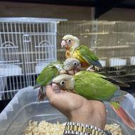 گرینچیک رام و سخنگو جوجه