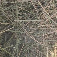 یونجه کوبیده درجه یک کیلو21