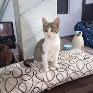 واگذاری بچه گربه به علت شاغلم