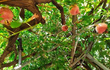 اجاره خانه ویلایی 220 متری