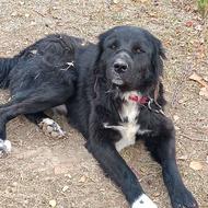 واگذاری سگ قهدرجونی