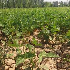 فروش زمین کشاورزی با اب