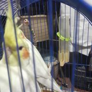 عروس هلندی نر