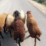 گوسفند بره نر چاق